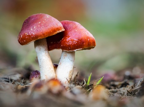 Redlead Roundhead Fungus Mushroom