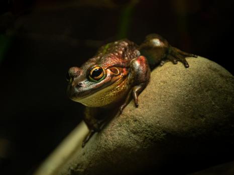 Frog Portrait