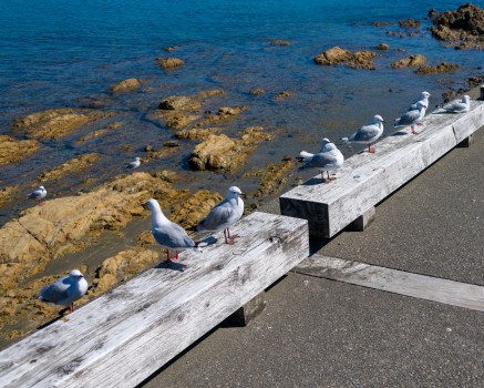 Seagulls on the seats