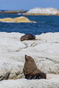 New Zealand fur seal, Kaikoura 