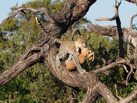Young Female Leopard with Steenbok Kill