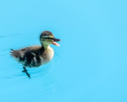 Duckling alone