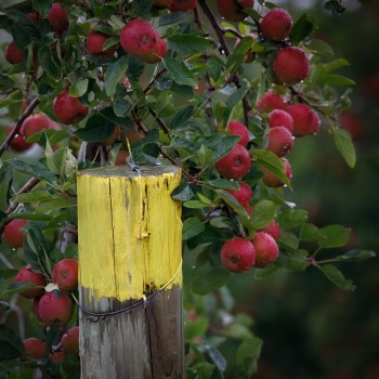 Apple Orchard in Hastings (1 of 1)