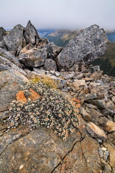  Edelweiss, Mt Haast, Victoria Range