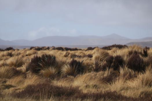 Tussocks in the wind
