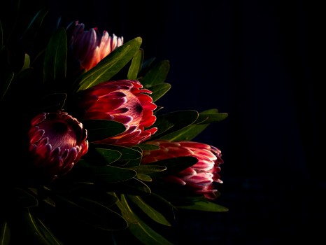 Protea Flowers Dark Background Low Key