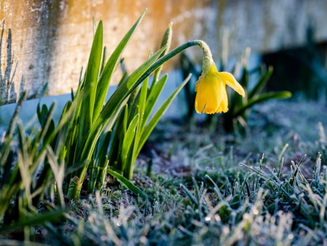 Fresh Daffodil Frost Sunlight
