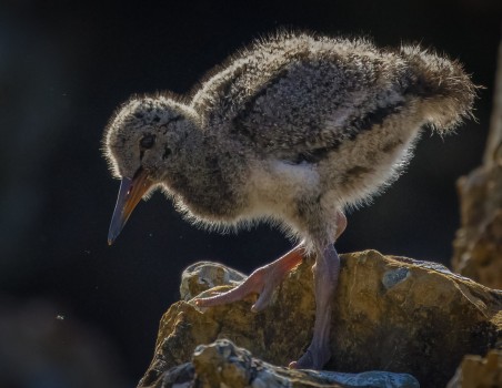 Oyster Catcher chick