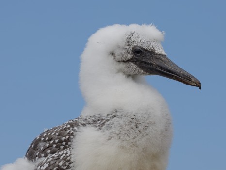 Young Gannet 