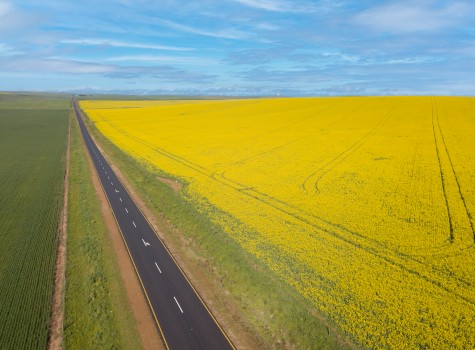 Long straight road and yellow field