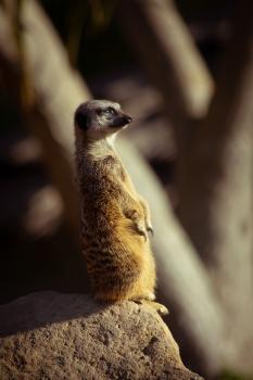 Meerkat sunbathing