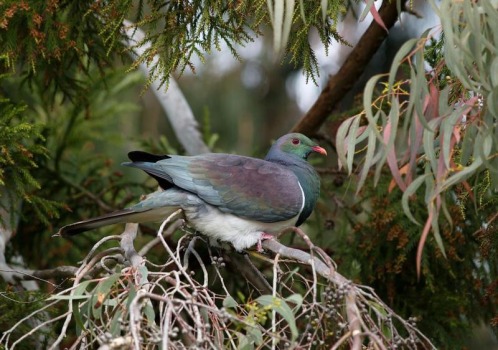 Kereru - New Zealand Wood Pigeon