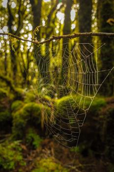 Spider web, Blue Range, Tararua