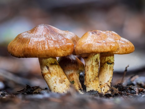 Orange Webcap Mushroom Cluster