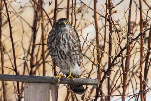 Backyard Falcon