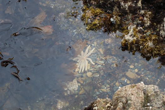 Submerged starfish