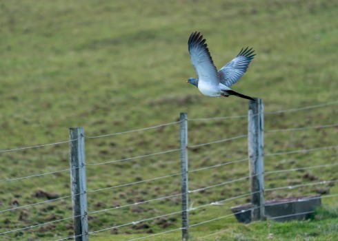 Parea - Chatham Island pigeon airborne