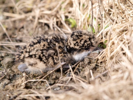 Masked Lapwing Chick (Spur-winged Plover)