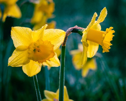 Daffodils Fundraise Cancer