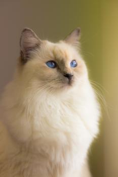Blue eyed siamese cat