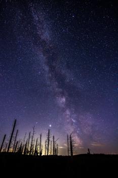 Milky Way over dead tree trunks