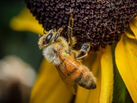 Worker Western Honey Bee Gathering Pollen