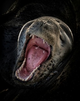 Leopard seal yawning 