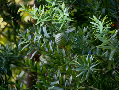 Kauri leaves and female cone