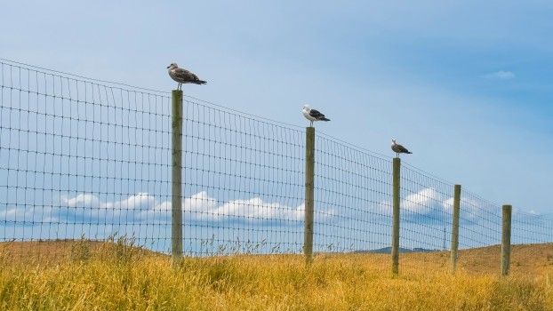 Black-backed gulls on fence