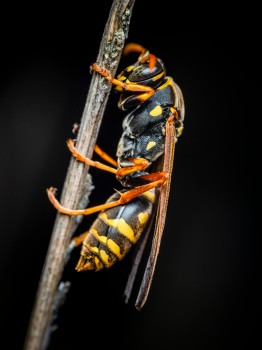 Asian Paper Wasp Polistes Chinensis