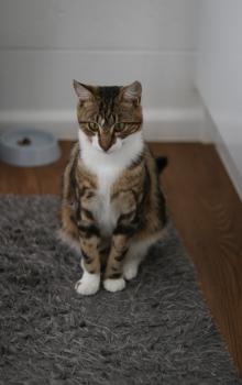 Cat Merlin sitting on a rug
