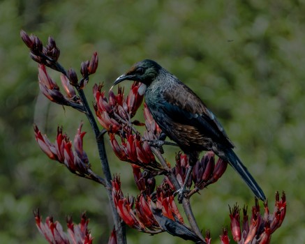 Tui on red flax
