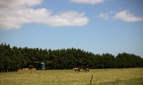 Horses grazing in the pasture