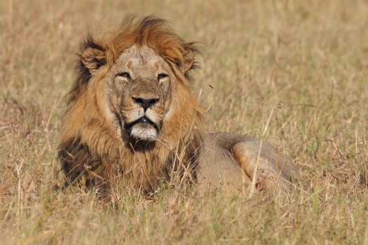 African Lion (Panthera leo), Botswana