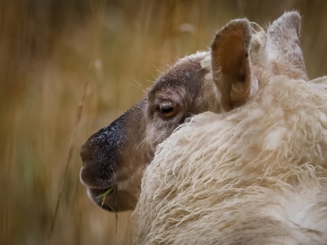 Close up of a Suffolk Cross Lamb