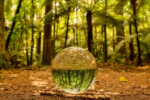 Crystal ball magic in the Rotorua Redwoods
