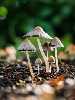 Fungi Mushrooms Family Psathyrellaceae