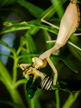 Female South African Mantis Eats Caterpillar