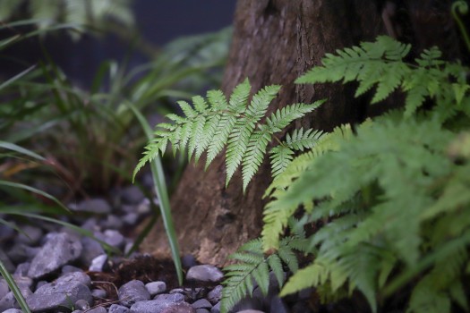 Fern plant growing in nature