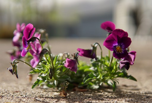 pansies growing on a concrete deck