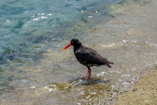Oyster catcher on the shore