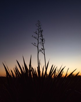 Flax bush silhouette