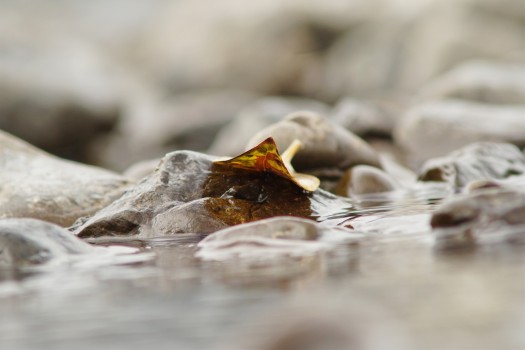 Leaf on rocks at the river