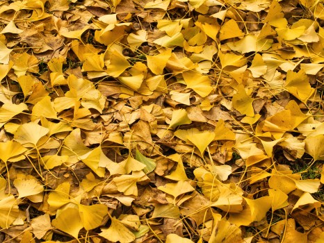 Ginkgo biloba leaves on the ground