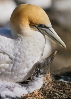 Australasian gannet and chick