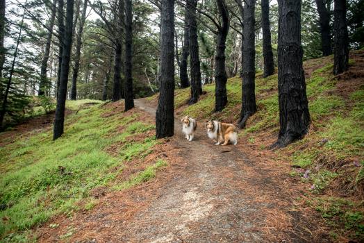 Collies in the forest