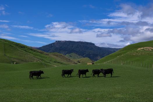  Cattle, Rangitieki