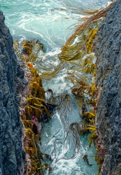 Sea kelp