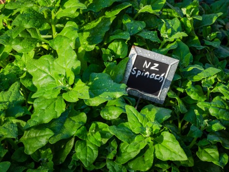 New Zealand Spinach Leafy Green