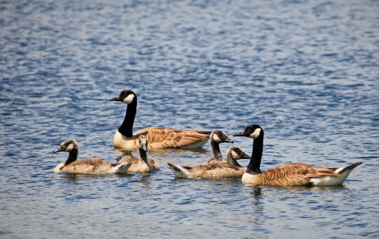 Canadian Geese in the lake